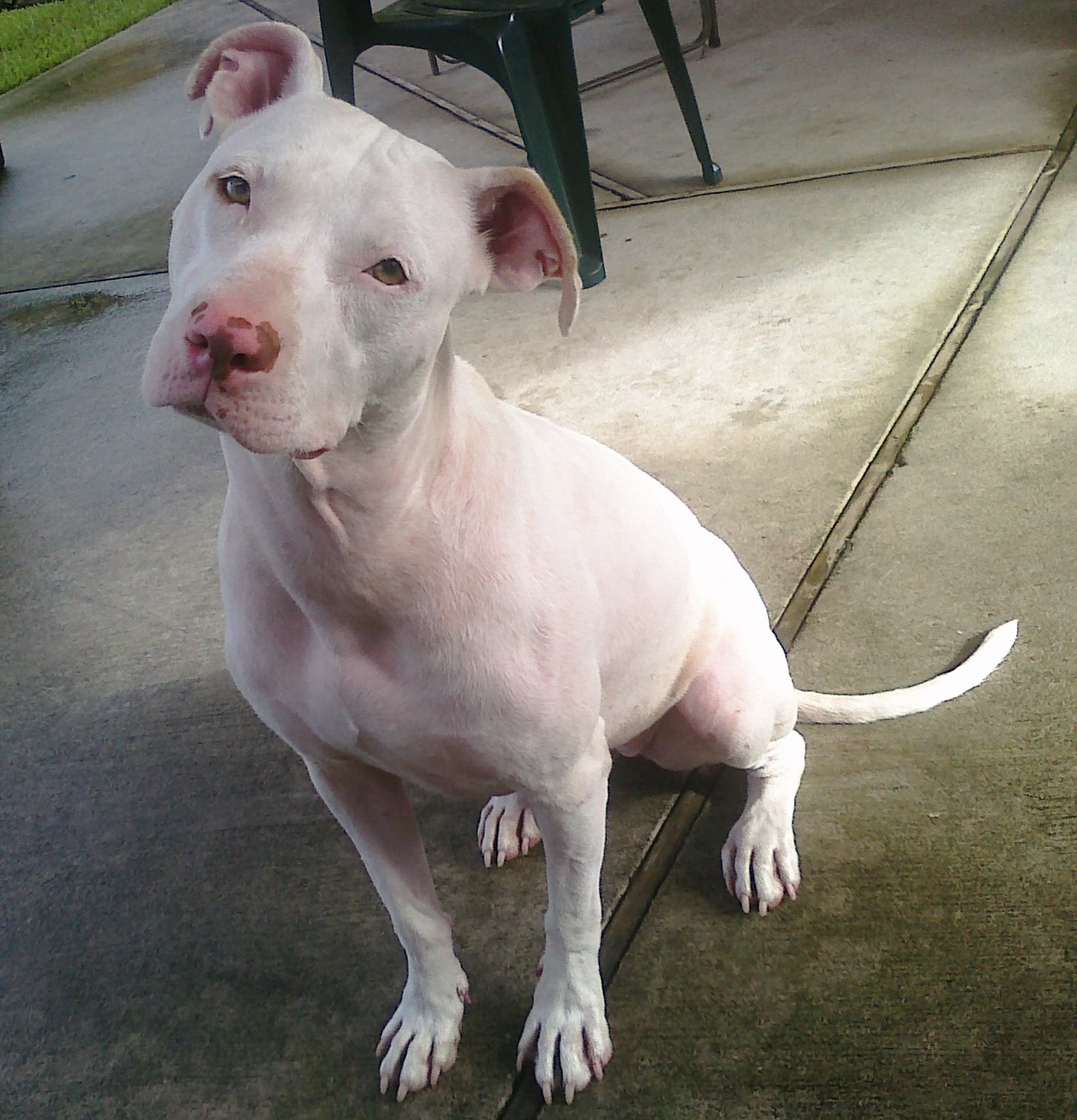 White Pit Bull Pictures | Good Pit Bulls