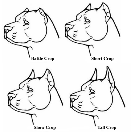 Bully Ear Crop Chart