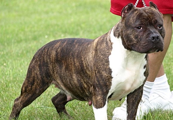 Brindle is a color pattern that resembles tiger stripes. 