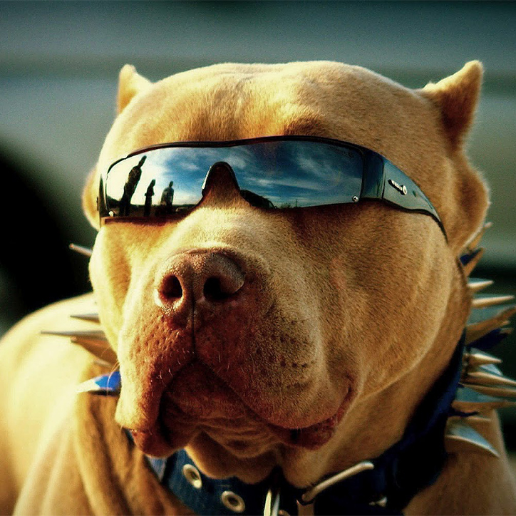 Dog Goggles | Good Pit Bulls