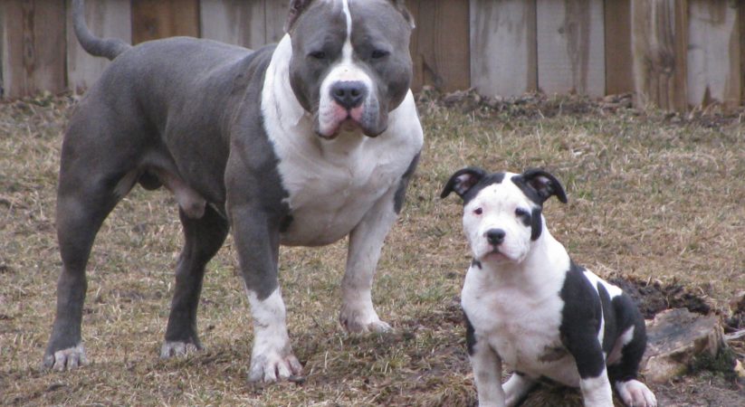 pitbull with puppy