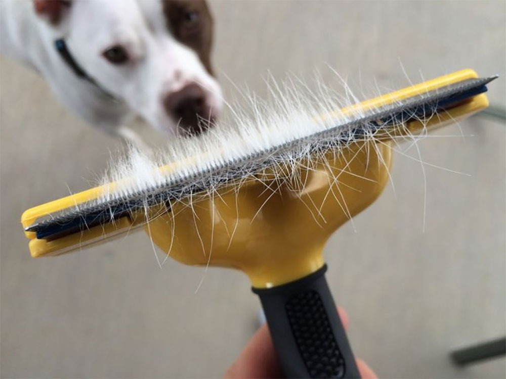 pitbull shedding brush